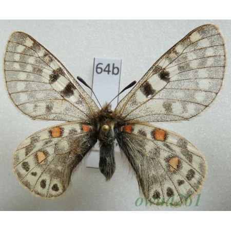 Parnassius acco subsp. hideyuki Ohya & Koiwaya 1990 China64b